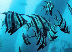 Old wives, Shell Harbour by Doug Anderson 